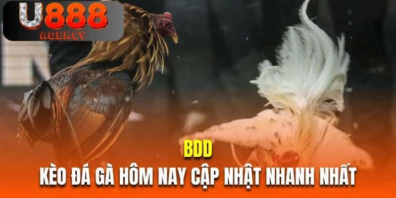 Kèo đá gà hôm nay cập nhật nhanh nhất BDD