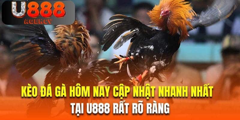 Thống kê kèo đá gà hôm nay cập nhật nhanh nhất tại U888 rất rõ ràng