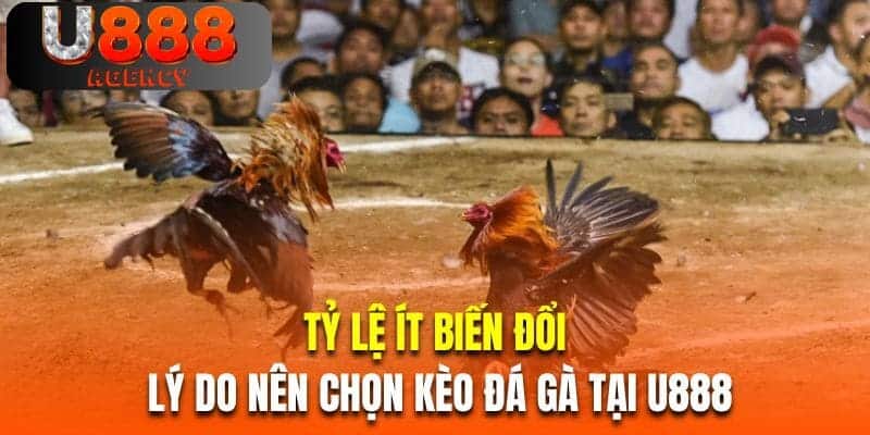 Tỷ lệ ít biến đổi là lý do nên chọn kèo đá gà hôm nay cập nhật nhanh nhất tại U888