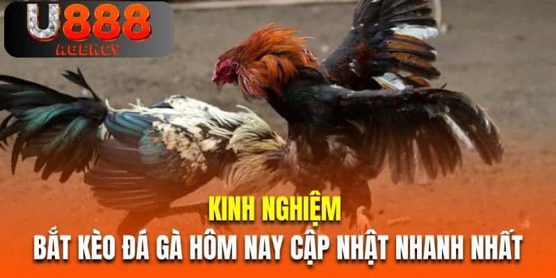 Kinh nghiệm bắt kèo đá gà hôm nay cập nhật nhanh nhất