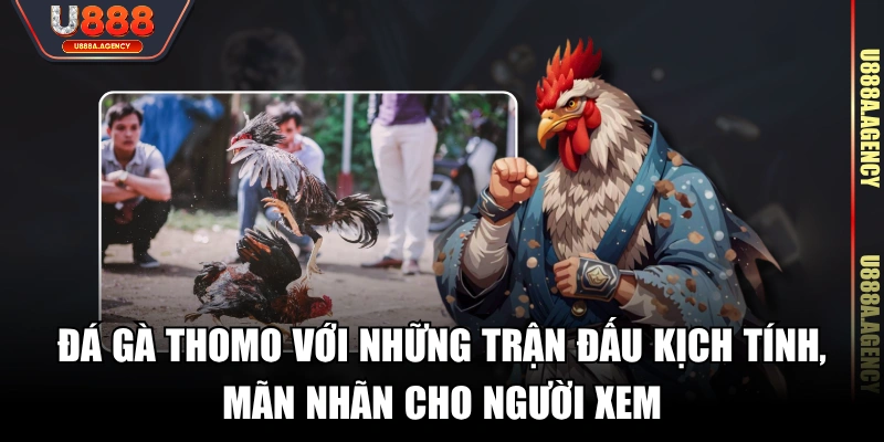 Đá gà Thomo với những trận đấu kịch tính, mãn nhãn cho người xem