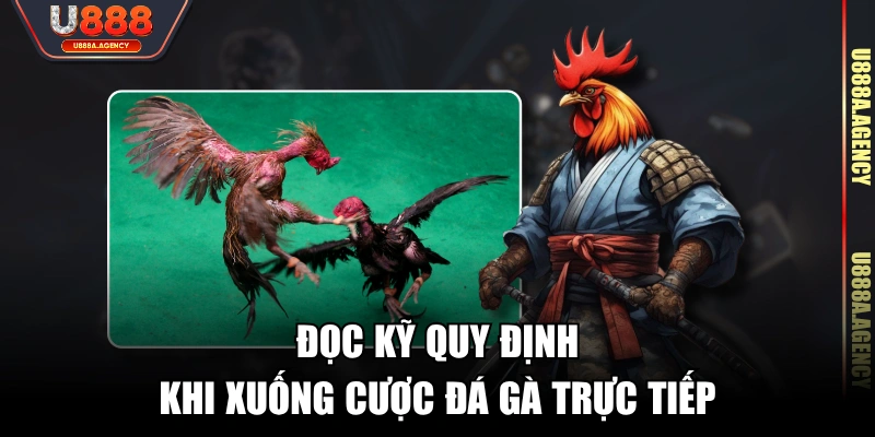 Đọc kỹ quy định khi xuống cược đá gà trực tiếp