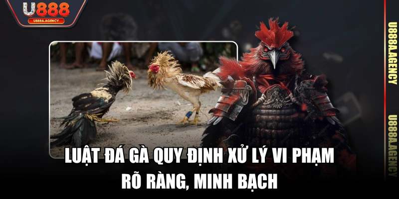 Luật đá gà quy định xử lý vi phạm rõ ràng, minh bạch