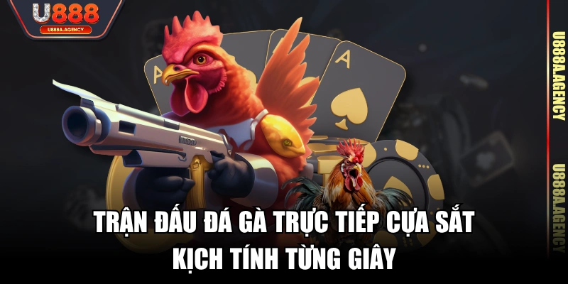 Trận đấu đá gà trực tiếp cựa sắt kịch tính từng giây